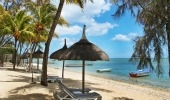 Cocotiers, Le