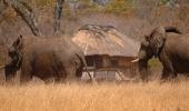 Ivory Lodge - Hwange National Park  Zimbabwe