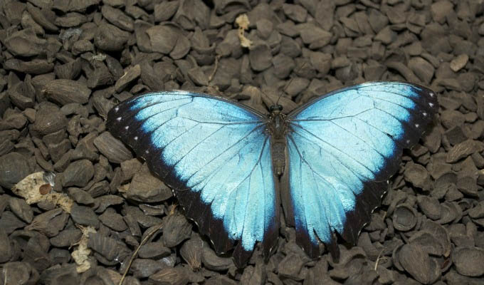 Mashpi Lodge, Beautiful Butterfly © Property of Mashpi Lodge - Ecuador