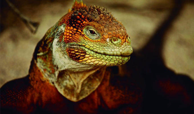 Gálapagos Islands, Land Iguana  - Ecuador