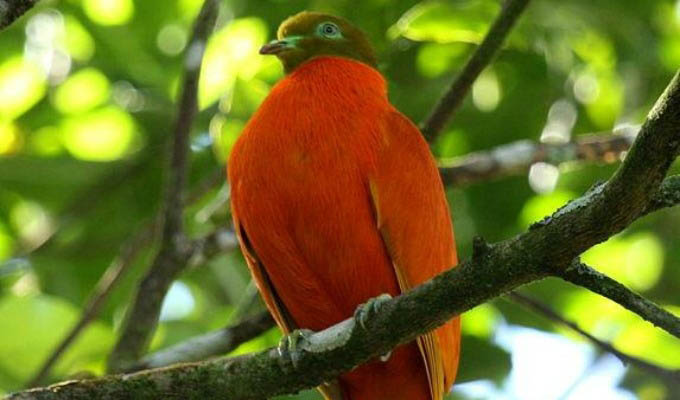 Qamea Resort & Spa, The Endemic Orange Dove - Fiji