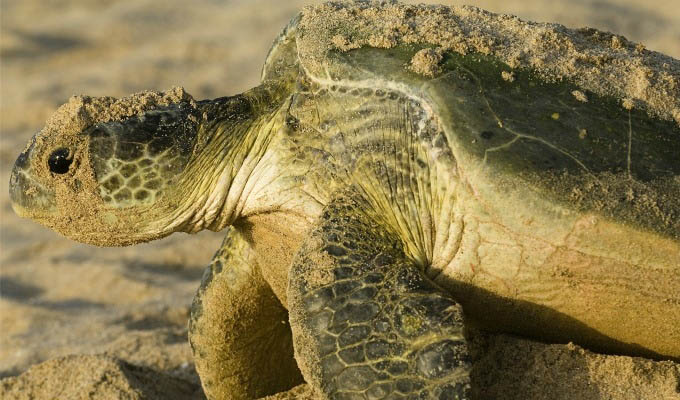 Turtle in Ras-Al-Jinz Turtle Reserve - Oman