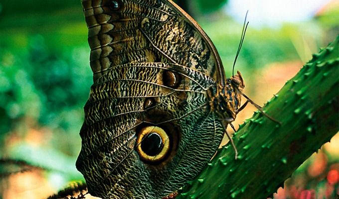 Beautiful Butterfly in The Pacuare Private Reserve - Costa Rica