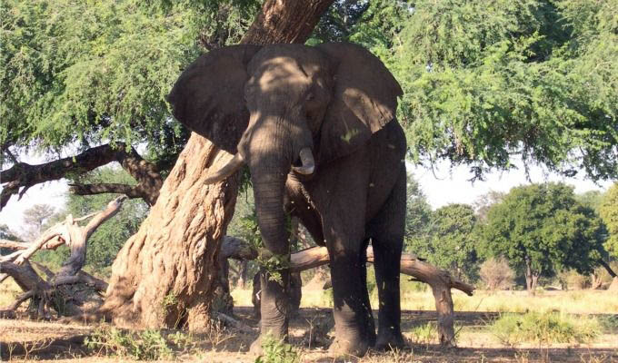 Elephant in The Mana Pools National Park - Zimbabwe