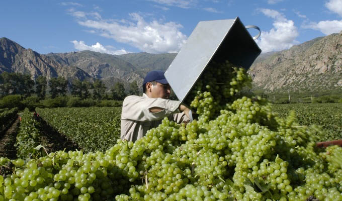 Grape Harvest in Cafayate - Argentina