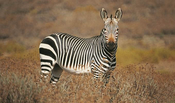 Bushmans Kloof Wilderness Reserve, Zebra - South Africa