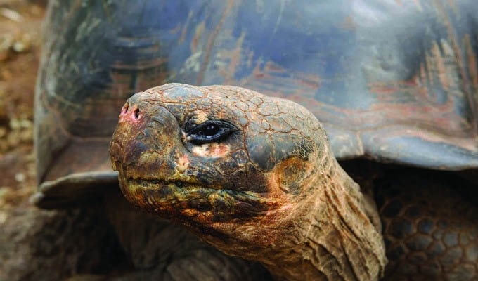 Gálapagos Islands, Santa Cruz Island, Giant Turtle in Charles Darwin Station - Ecuador