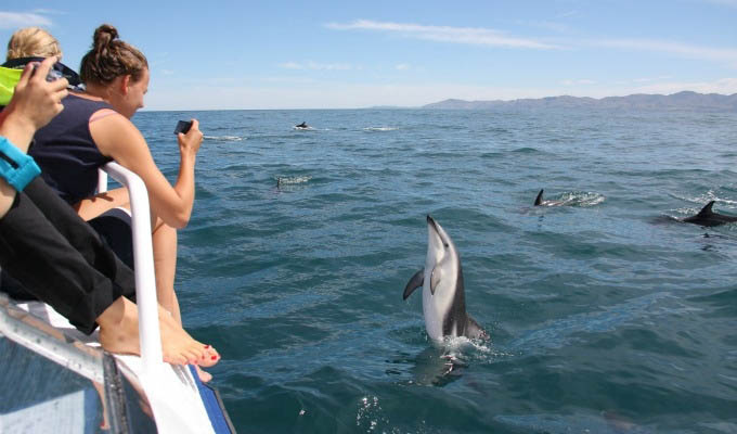 Hapuku Lodge & Tree Houses, Dolphin Encounter - New Zealand