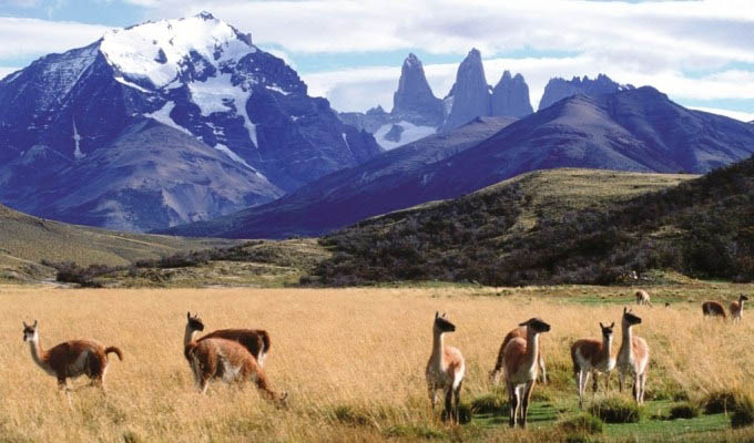Torres del Paine: guanacos  - Chile