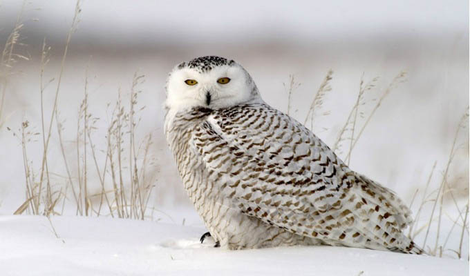 Snowy Owl - Courtesy of Churchill Wild - Arctic