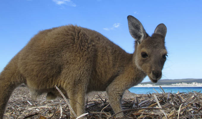 kangaroo © Mark Witte/Shutterstock.com - Australia