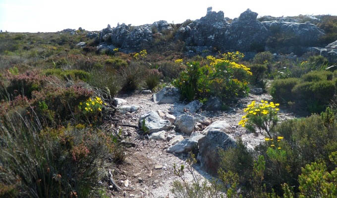 Beautiful Fynbos along the Garden Route - South Africa