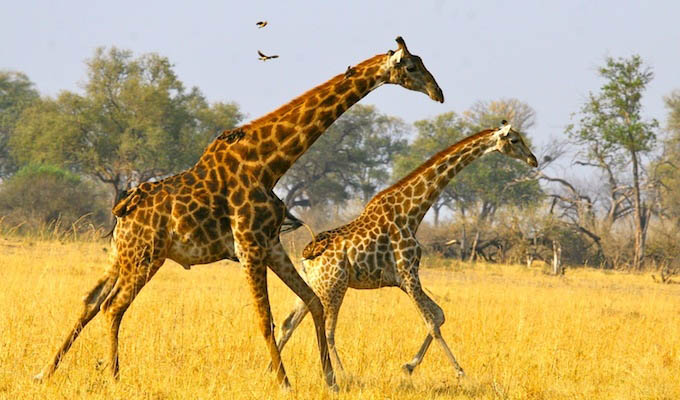 Hwange National Park, giraffes - Zimbabwe