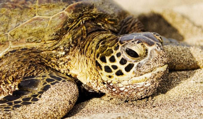 Giant Turtle in The Tortuguero National Park - Costa Rica