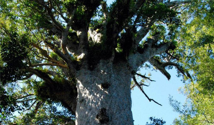 Waipoua Forest, Tane Mahuta © Tourism New Zealand - New Zealand