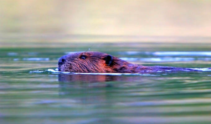 Castor swimming in Laguna Esmeralda - Argentina