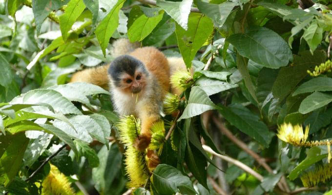 Monkey in The Lapa Rios Private Reserve - Costa Rica