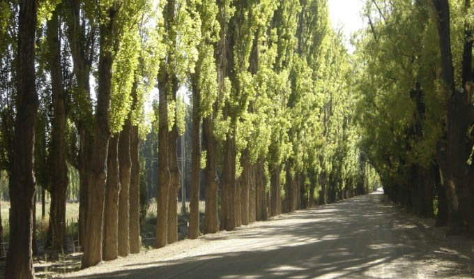 Road towards Barreal - Argentina