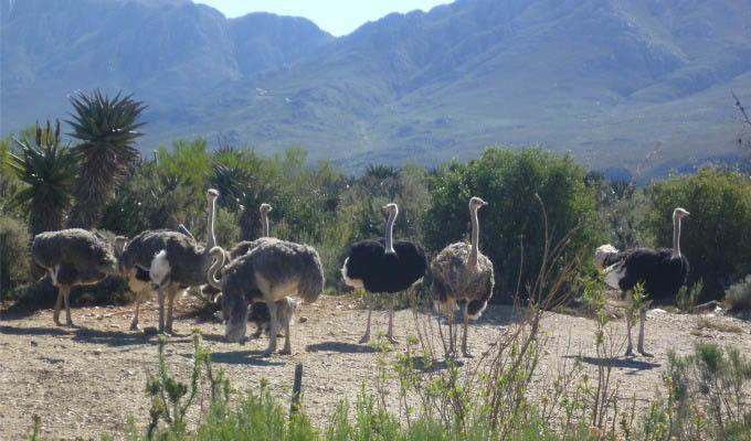 Oudtshoorn, Ostrichs - South Africa