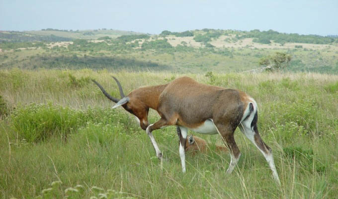 Impala in Kariega Private Game Reserve - South Africa