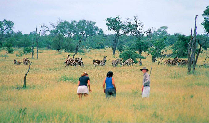 Bush Walk in Timbavati Private Game Reserve - South Africa