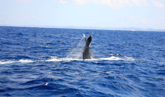 Okinawa, Whale Watching - Japan