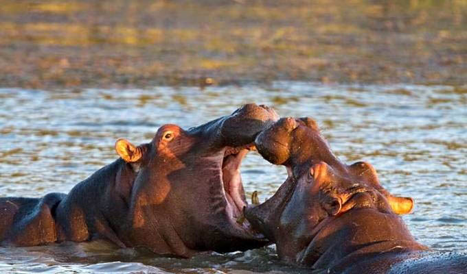 Hippopotamuses in the Lake St. Lucia - South Africa
