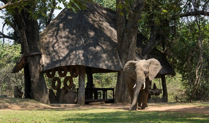 Regular visitor at Nkwali Camp - Zambia