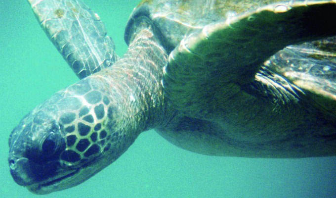 Galápagos, Giant Turtle Underwater - Ecuador