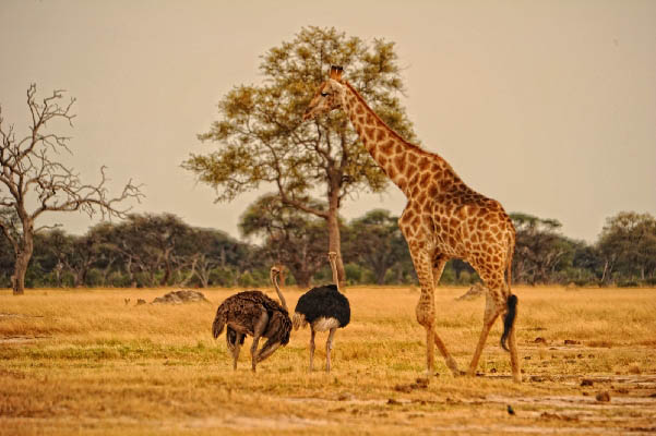 Animals in The Hwange National Park - Zimbabwe