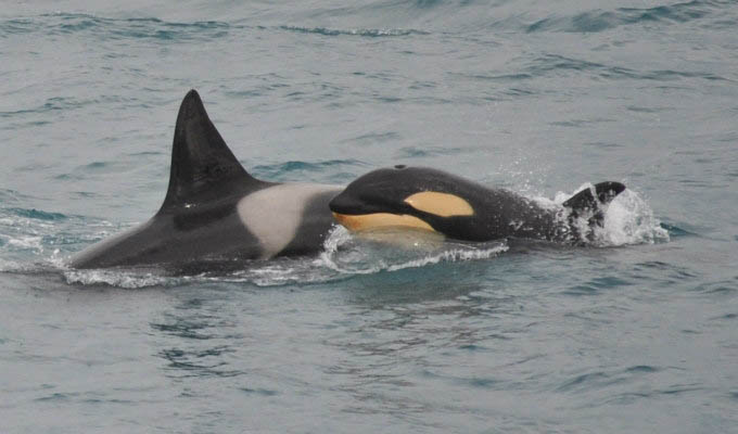 Orca Killer Whales © Elding Adventure at sea - Iceland