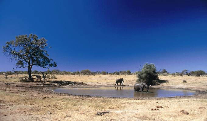 Elephants drinking in Hwange National Park - Zimbabwe