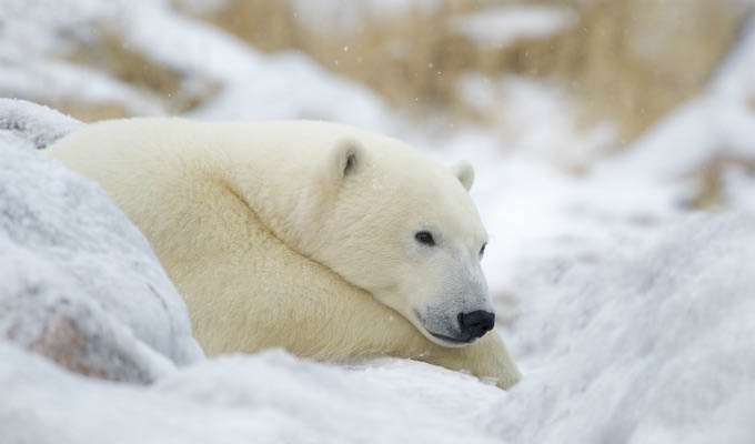 Polar Bear Relaxing - Courtesy of Churchill Wild - Arctic
