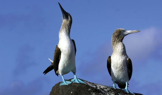 Gálapagos, Blue-footed Boobies © Metropolitan Touring - Ecuador