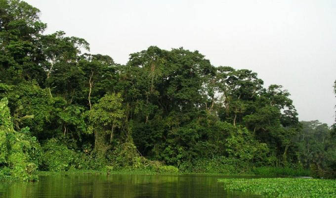 Tortuguero National Park, Lush Nature - Costa Rica