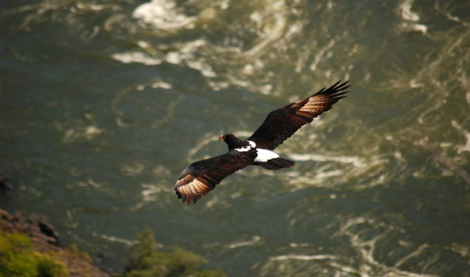 Black Eagle Flying over The Zambezi Gorge - Zimbabwe