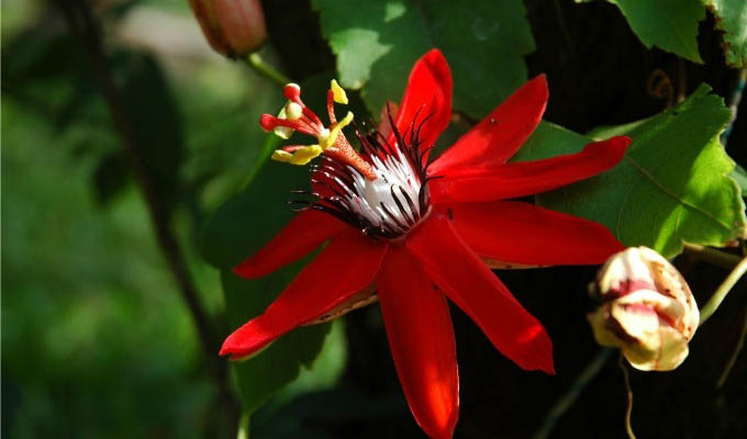 Passion Flower - Costa Rica