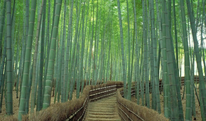 Kyoto, Sagano Bamboo Forest - Japan