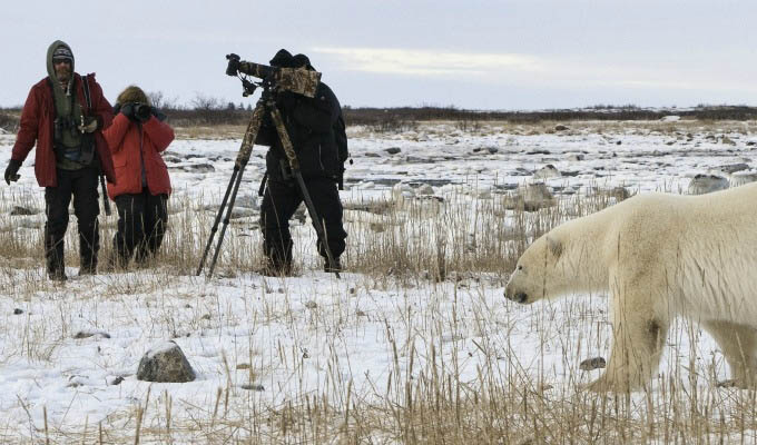 Polar Bear Sighting - Courtesy of Churchill Wild - Arctic