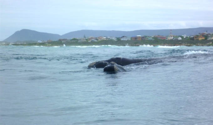 Hermanus, Whale Watching - South Africa