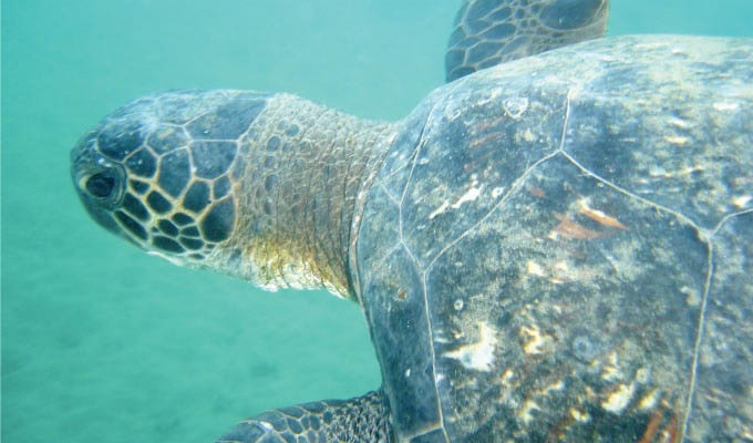 Gálapagos, Turtle Swimming © Metropolitan Touring - Ecuador