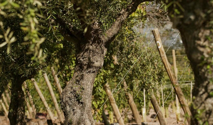 Entre Cielos, Olive Trees and Vineyards - Argentina