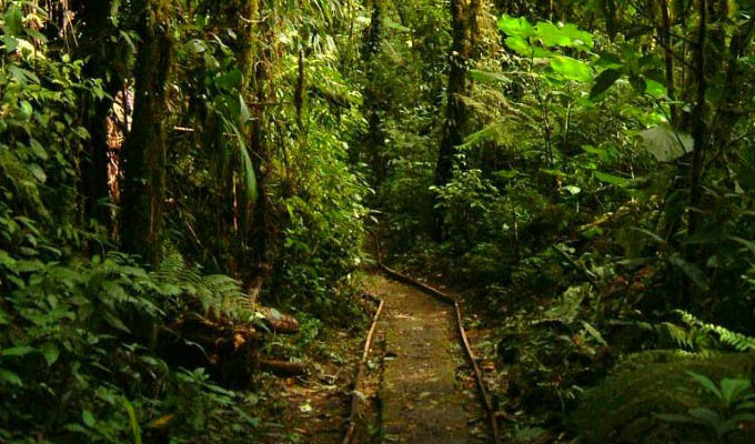 Monteverde Cloud Forest Region, St. Helena - Costa Rica