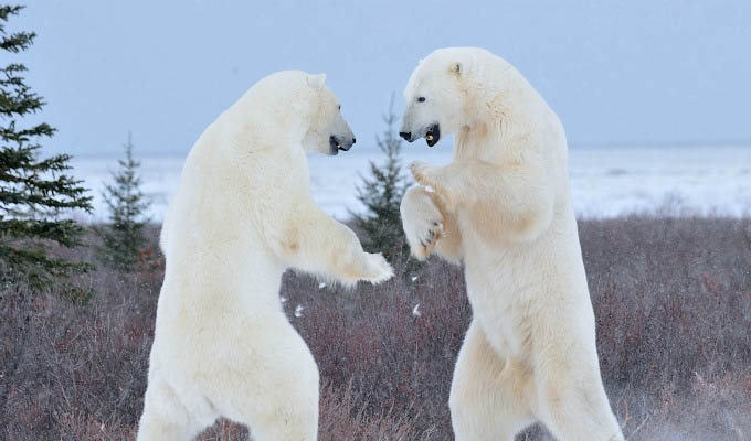 Polar Bears Sparring - Courtesy of Churchill Wild - Arctic