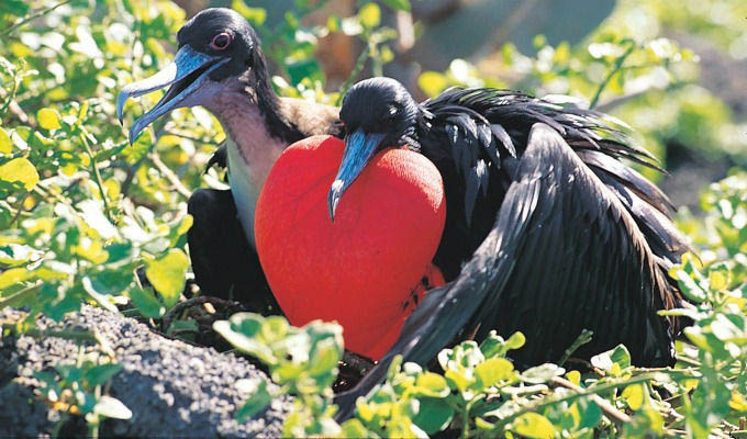 Gálapagos, Fregate Birds © Metropolitan Touring - Ecuador