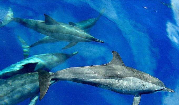 Cebu, Dolphins at Tanon Strait - Philippines