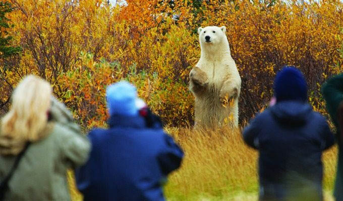 Polar Bear Standing - Courtesy of Churchill Wild - Arctic
