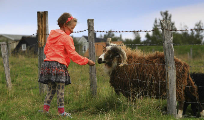 Reykjavik, Feeding The Goat at Arbaer Open-air Museum - Courtesy of Iceland Travel - Iceland