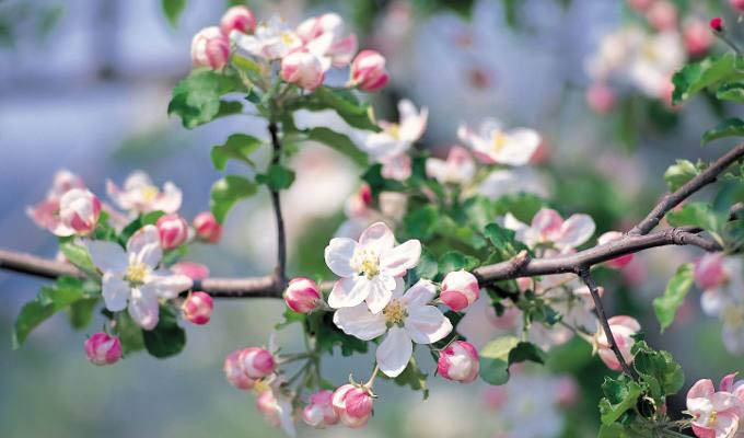 Cherry Blossoms - Japan