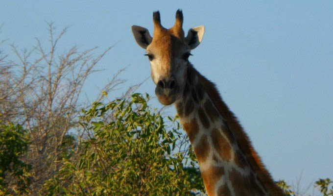 Giraffe in The Hwange National Park - Zimbabwe